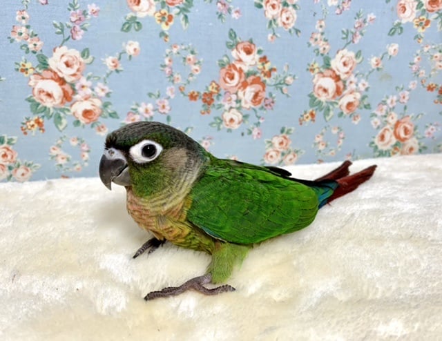 ホオミドリウロコインコ