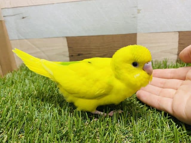 セキセイインコ