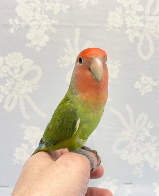 まっ顔💛コザクラインコ(ノーマル) 2022年6月生まれ コザクラインコ(小桜インコ)