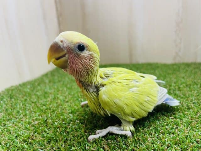コザクラインコ（小桜インコ）