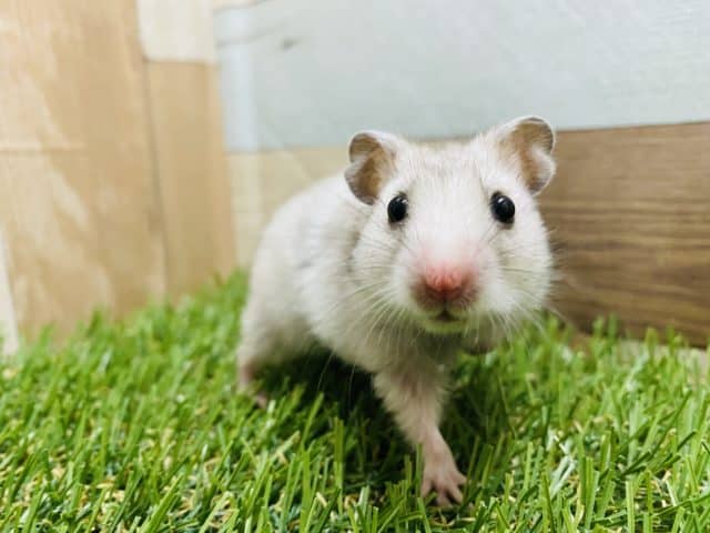 ゴールデンハムスター