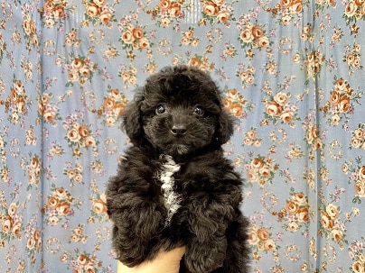 チャームポイントは胸の白!! トイプードルの男のコ 2022.8/27撮影 トイプードル