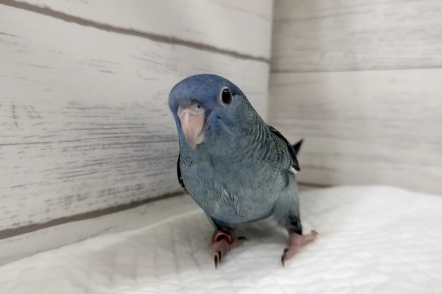 サザナミインコ