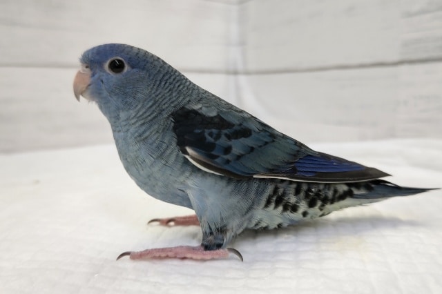 サザナミインコ