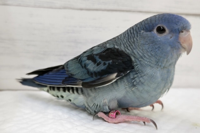 サザナミインコ