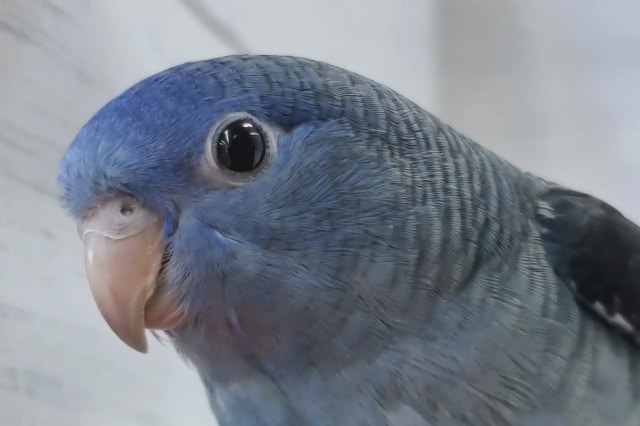 サザナミインコ