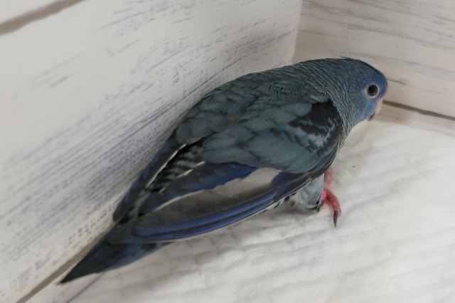 サザナミインコ