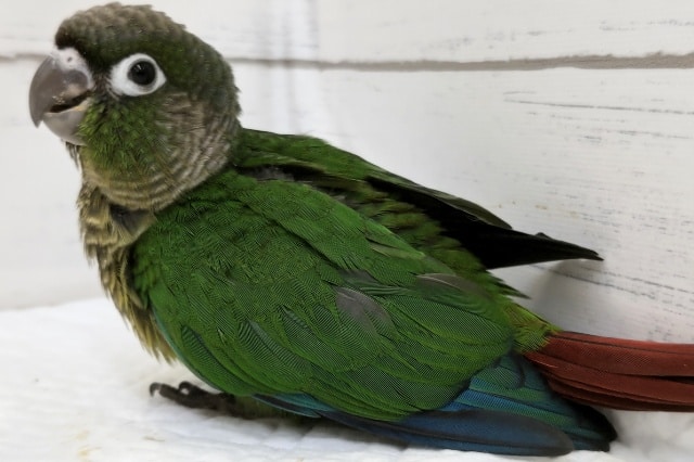 ホオミドリウロコインコ