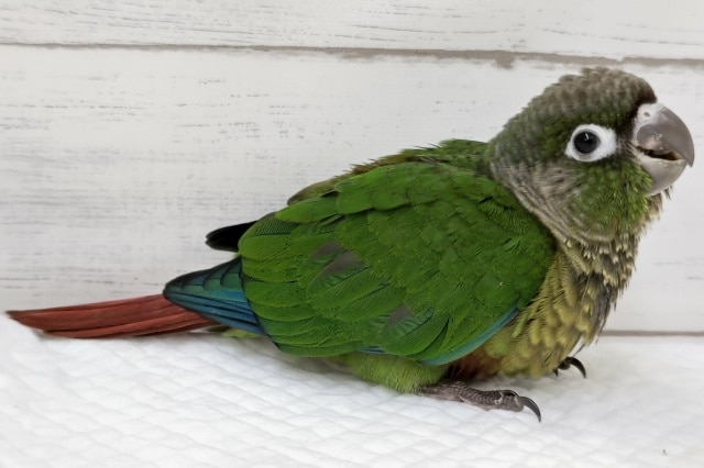 ホオミドリウロコインコ