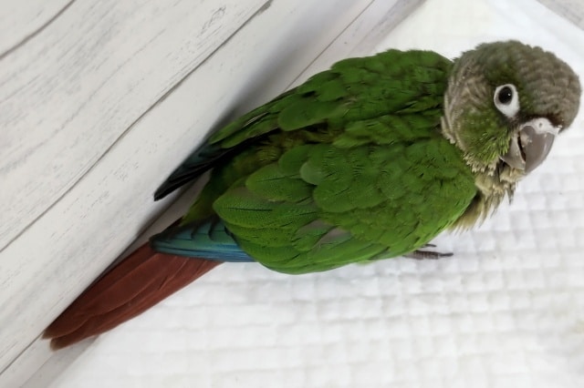 ホオミドリウロコインコ