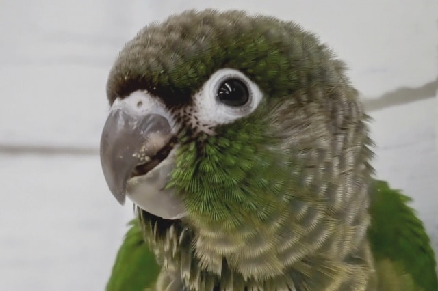 ホオミドリウロコインコ