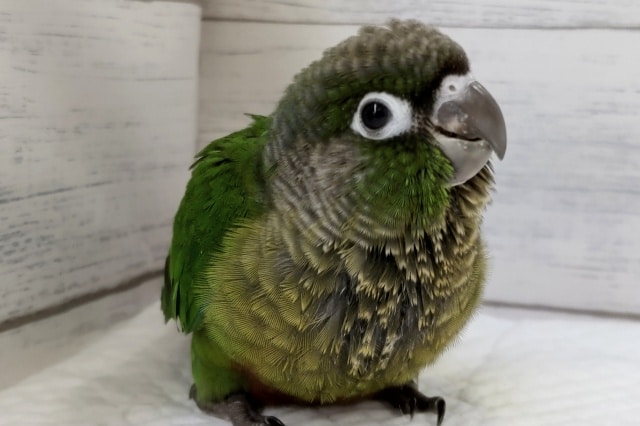 ホオミドリウロコインコ