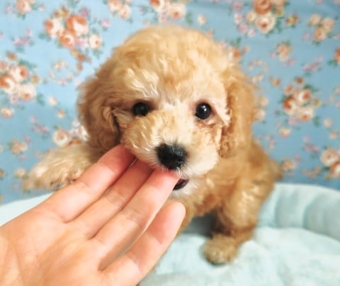 トイプードル