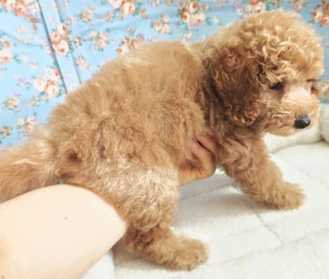 トイプードル