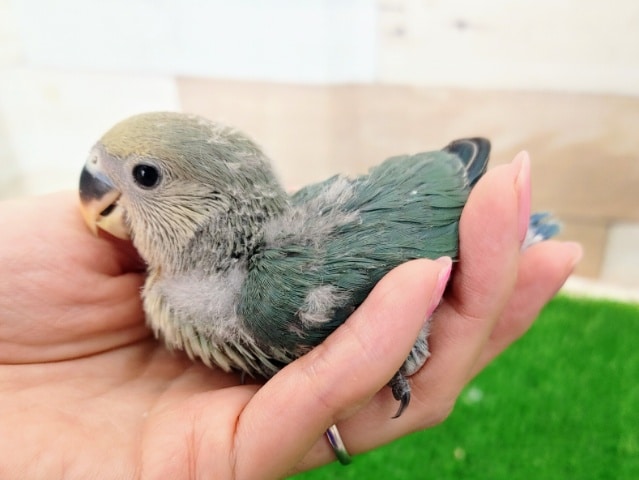 コザクラインコ（小桜インコ）
