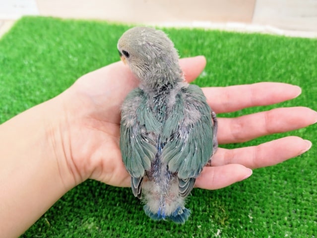 コザクラインコ（小桜インコ）