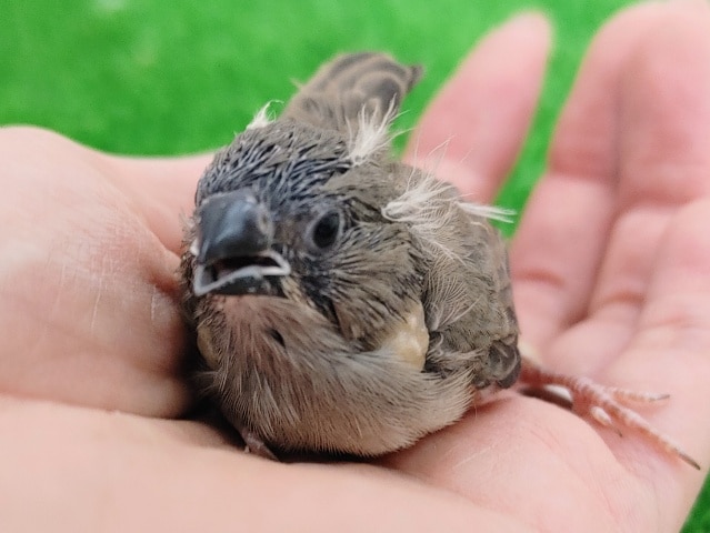 錦花鳥（キンカチョウ）