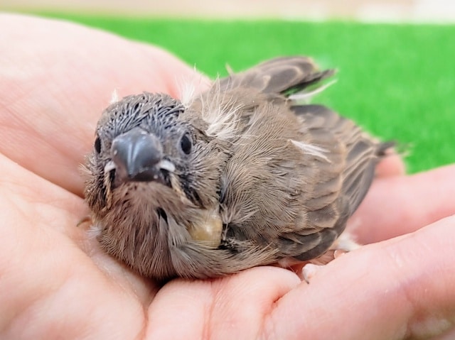 錦花鳥（キンカチョウ）