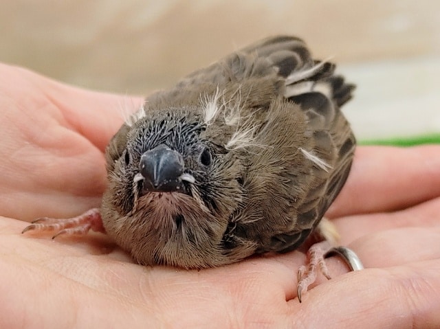 錦花鳥（キンカチョウ）