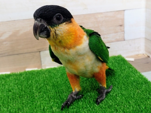 ズグロシロハラインコ