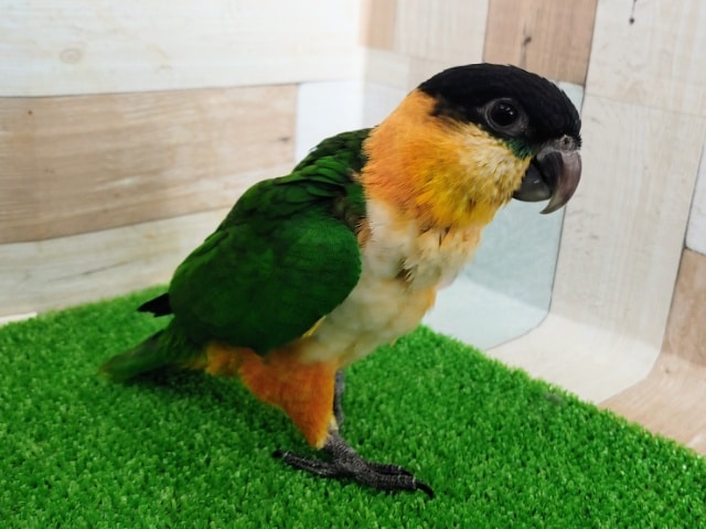 ズグロシロハラインコ