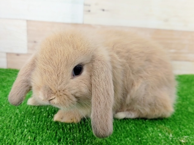 ロップイヤーラビット