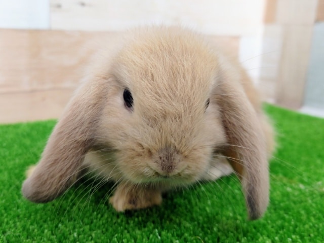 ロップイヤーラビット