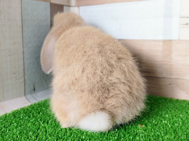 ロップイヤーラビット