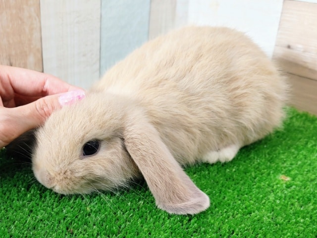 ロップイヤーラビット