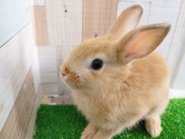 ネザーランドドワーフ