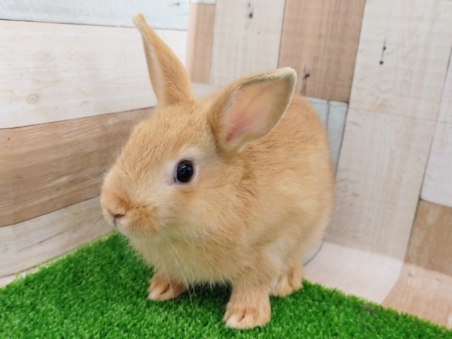 ネザーランドドワーフ