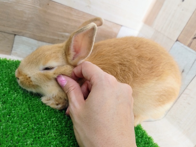 ネザーランドドワーフ