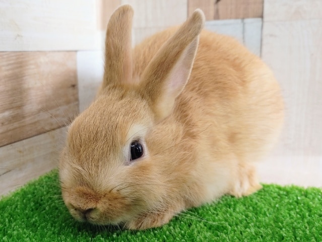 ネザーランドドワーフ