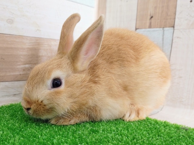 ネザーランドドワーフ