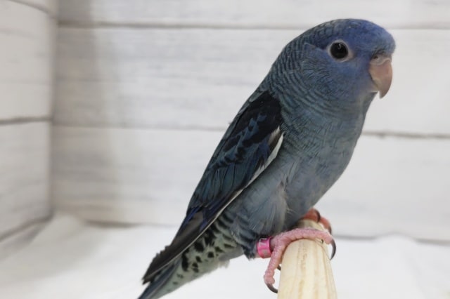 サザナミインコ