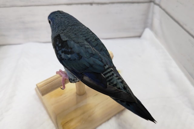 サザナミインコ