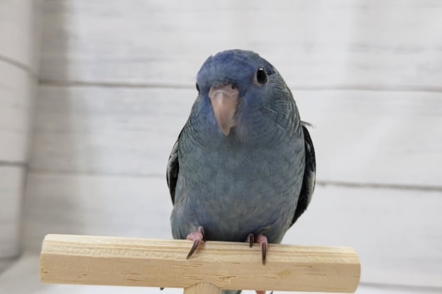 サザナミインコ