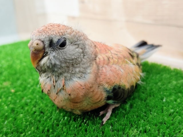 アキクサインコ（秋草インコ）