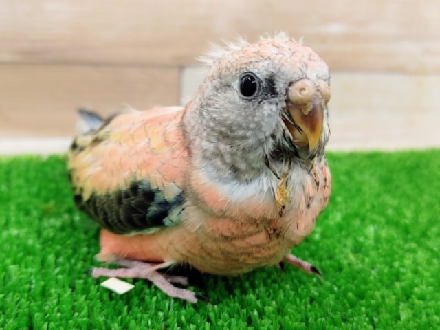 アキクサインコ（秋草インコ）