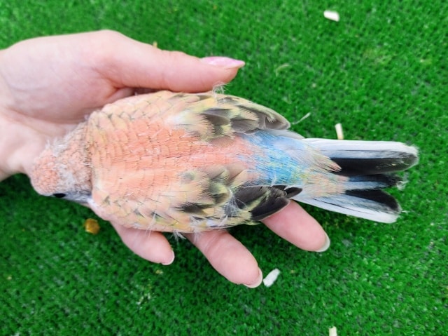 アキクサインコ（秋草インコ）