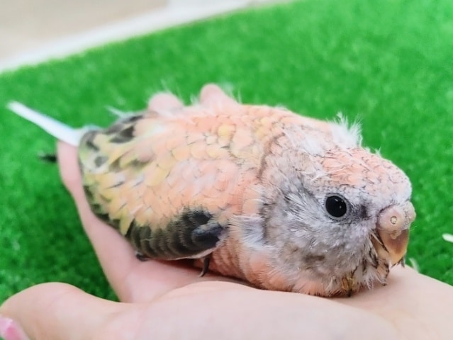 アキクサインコ（秋草インコ）