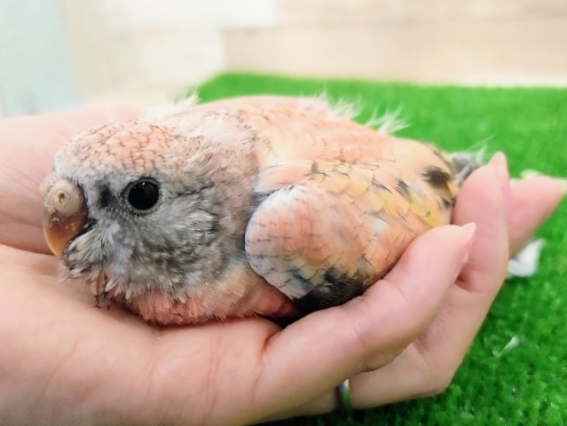 アキクサインコ（秋草インコ）