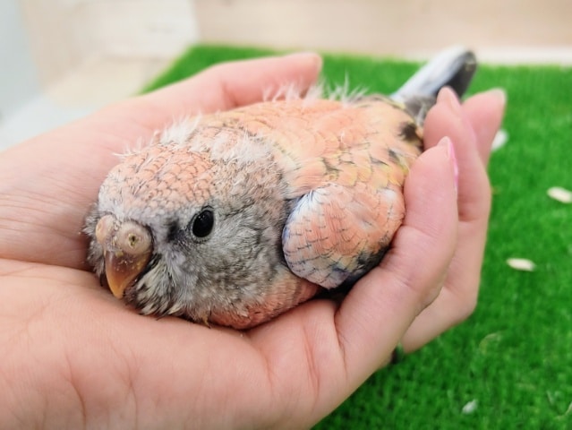 アキクサインコ（秋草インコ）