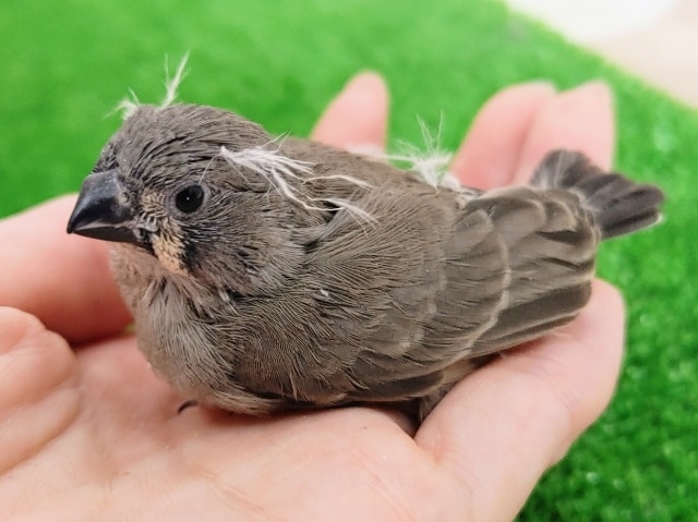 錦花鳥（キンカチョウ）
