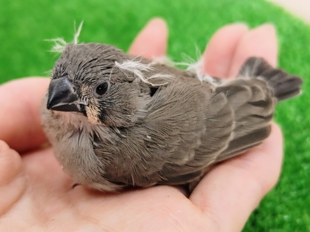 錦花鳥（キンカチョウ）