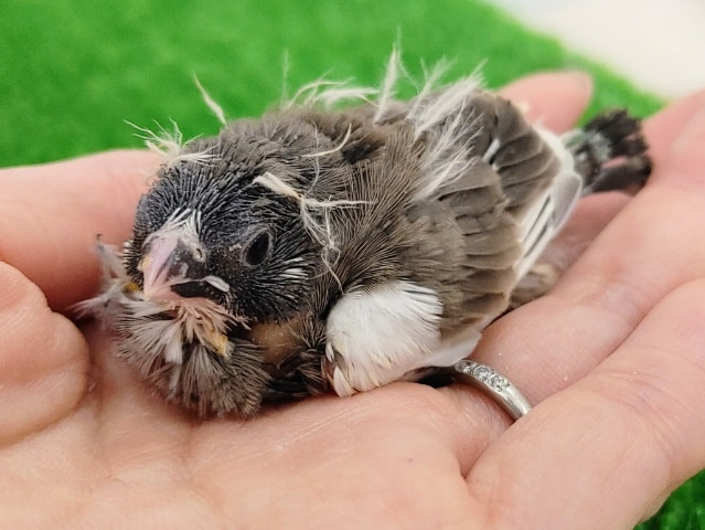 錦花鳥（キンカチョウ）