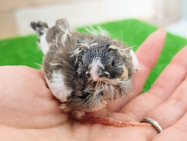 錦花鳥（キンカチョウ）