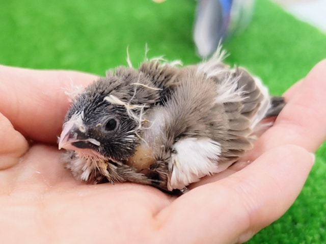 錦花鳥（キンカチョウ）