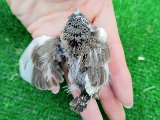 錦花鳥（キンカチョウ）