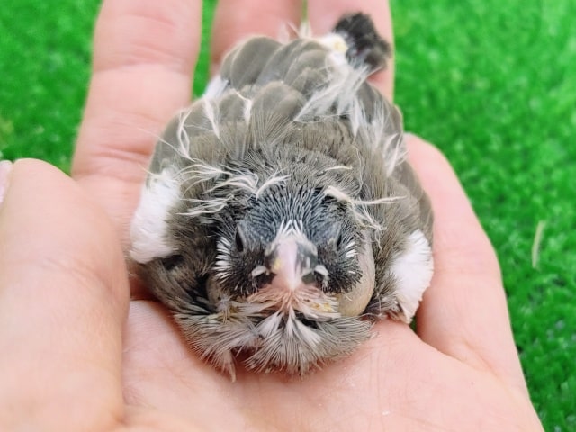 錦花鳥（キンカチョウ）